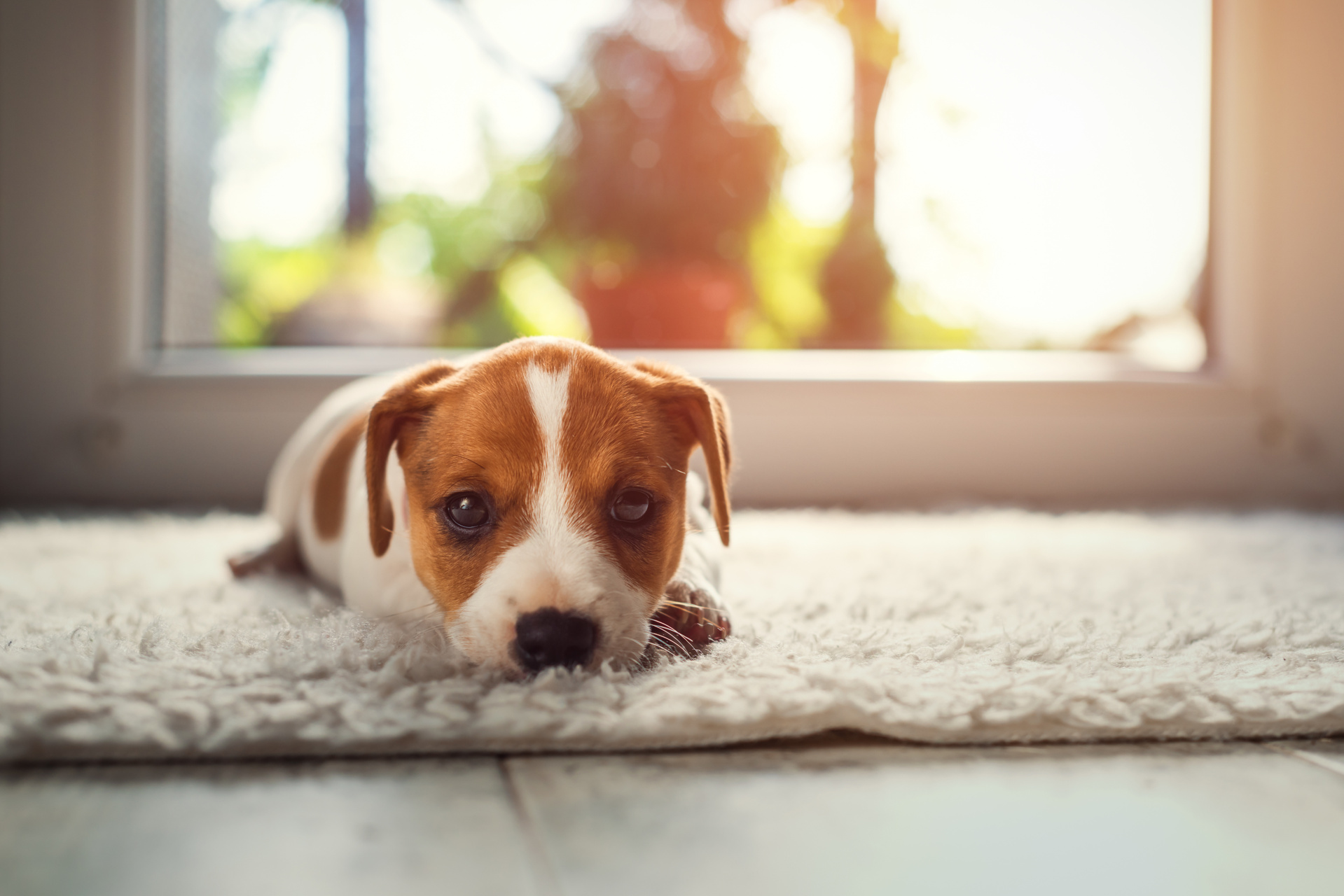 Pets from 1st October 2022 New Tenancy Laws